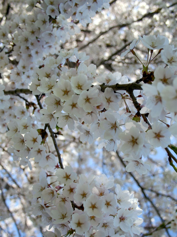 高爸爸rk cherry blossoms